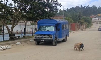 Reactivación del transporte público en Carrizal.