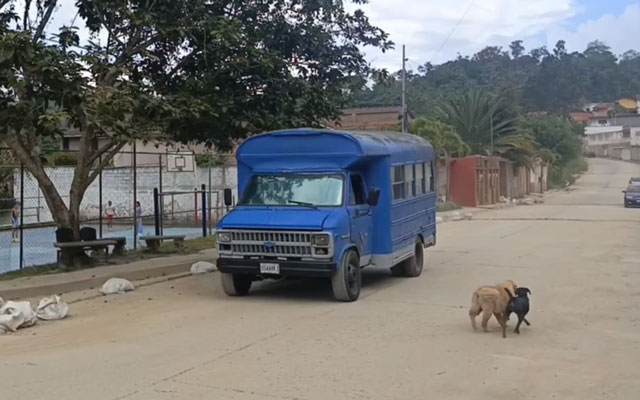 Reactivación del transporte público en Carrizal.