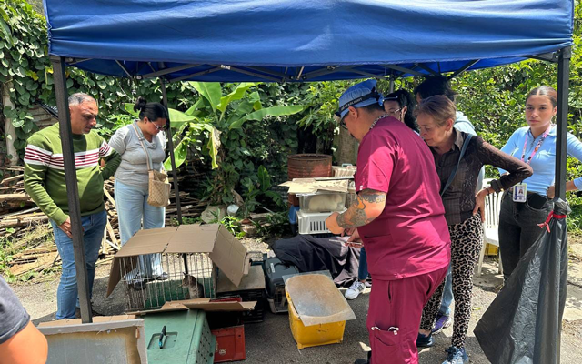 jornada de esterilización en Los Teques, donde se realizó la primera actividad del programa conjunto entre la Alcaldía y Misión Nevado.
