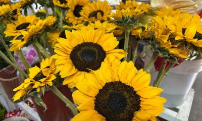 La Feria de las Flores Amarillas promete ser un evento lleno de color y alegría para toda la familia.