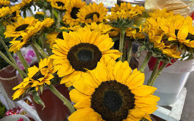 La Feria de las Flores Amarillas promete ser un evento lleno de color y alegría para toda la familia.