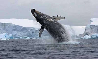 Las ballenas no solo cantan; cada familia tiene su propio dialecto