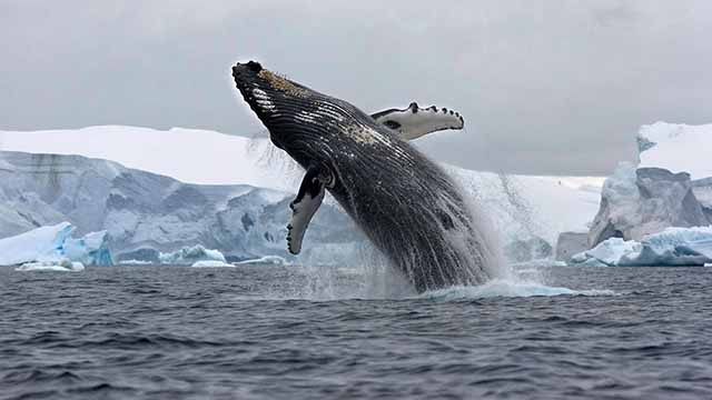 Las ballenas no solo cantan; cada familia tiene su propio dialecto