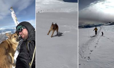 El perro sin hogar celebra en la cumbre del Elbrús junto a los montañistas.