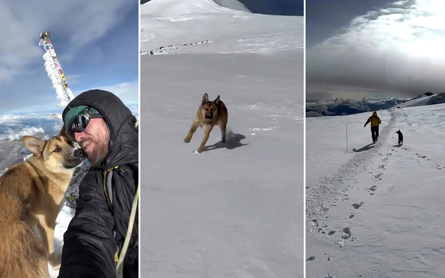 El perro sin hogar celebra en la cumbre del Elbrús junto a los montañistas.