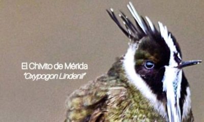 El I Congreso Mundial de Aviturismo se celebrará del 9 al 12 de octubre en la ciudad de Mérida. Foto: Prensa Somos Mérida.