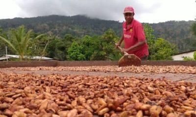 Producción de cacao en Venezuela creció en 2025