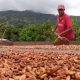 Producción de cacao en Venezuela creció en 2025