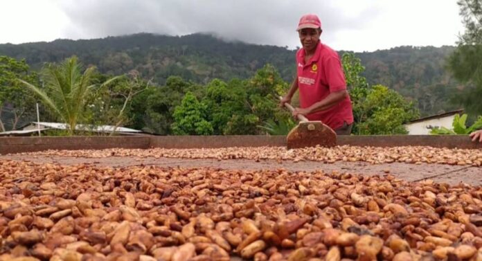 Producción de cacao en Venezuela creció en 2025