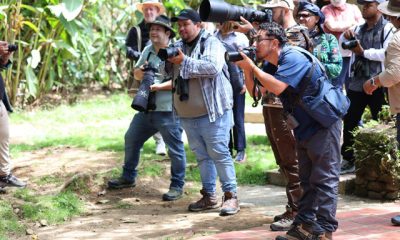 El Perico Cabecirrojo, un tesoro aviar de los Andes venezolanos.