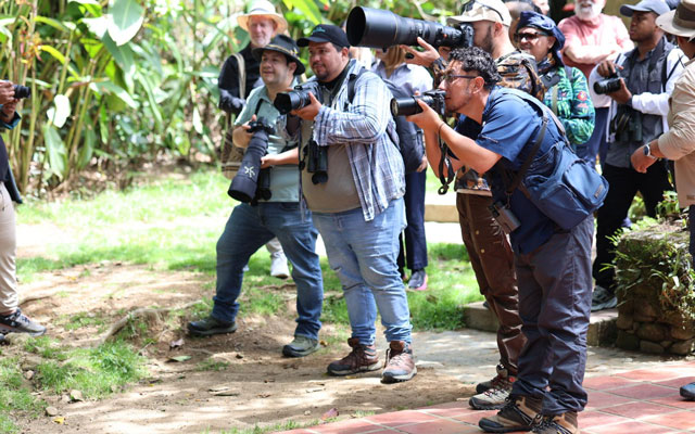 El Perico Cabecirrojo, un tesoro aviar de los Andes venezolanos.
