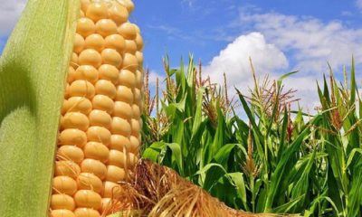 Fedecámaras Portuguesa alerta caída de siembra de maíz por lluvias