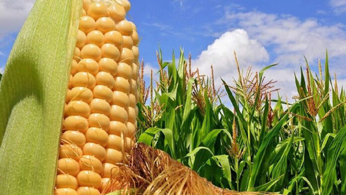 Fedecámaras Portuguesa alerta caída de siembra de maíz por lluvias