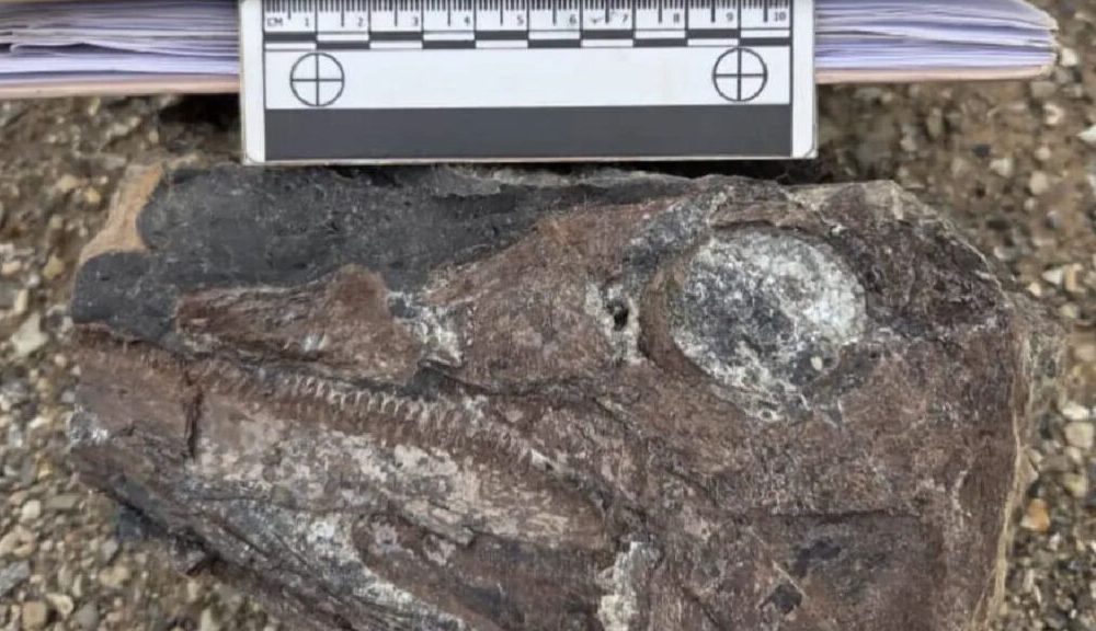 Hallan en Venezuela los primeros restos fósiles de un ictiosaurio