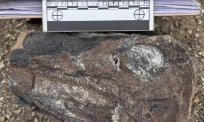 Hallan en Venezuela los primeros restos fósiles de un ictiosaurio