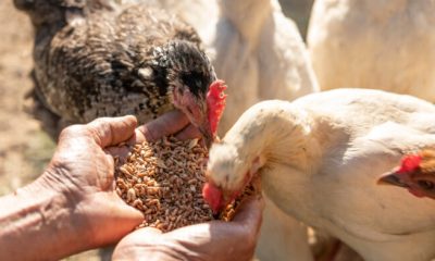 Teles: Venezuela mantiene la vanguardia en producción avícola