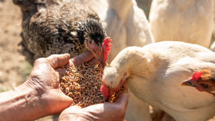 Teles: Venezuela mantiene la vanguardia en producción avícola