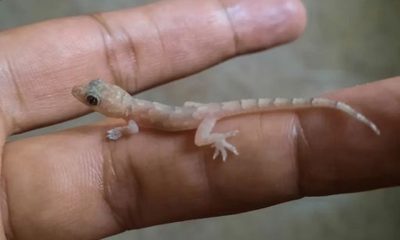 El tuqueque, pequeño reptil venezolano, actúa como un depredador natural que mantiene el equilibrio ecológico dentro del hogar.