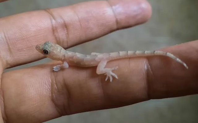 El tuqueque, pequeño reptil venezolano, actúa como un depredador natural que mantiene el equilibrio ecológico dentro del hogar.
