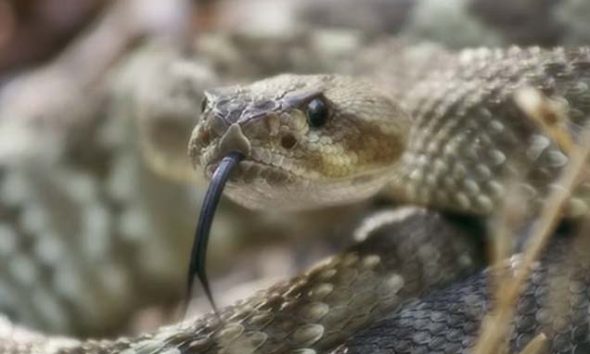 Venezuela alberga una de las mayores diversidades de ofidios de América Latina.