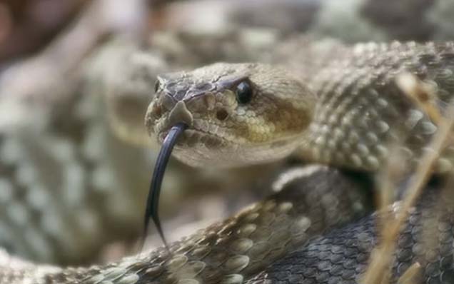 Venezuela alberga una de las mayores diversidades de ofidios de América Latina.