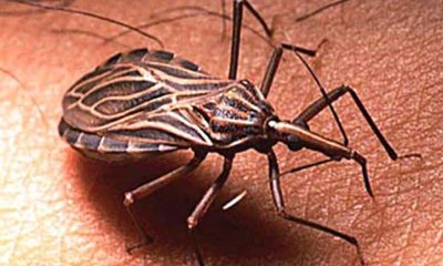 Conoce qué es el chipo, cómo transmite el Chagas, sus riesgos, síntomas y cómo prevenir su presencia en el hogar.