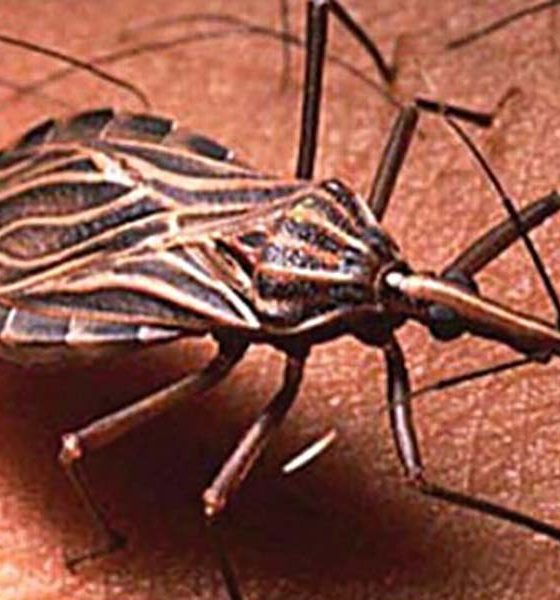 Conoce qué es el chipo, cómo transmite el Chagas, sus riesgos, síntomas y cómo prevenir su presencia en el hogar.