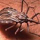 Conoce qué es el chipo, cómo transmite el Chagas, sus riesgos, síntomas y cómo prevenir su presencia en el hogar.