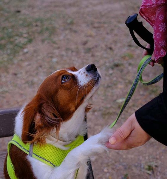 La comunicación visual es la herramienta más potente para conectar con la psicología de un perro.