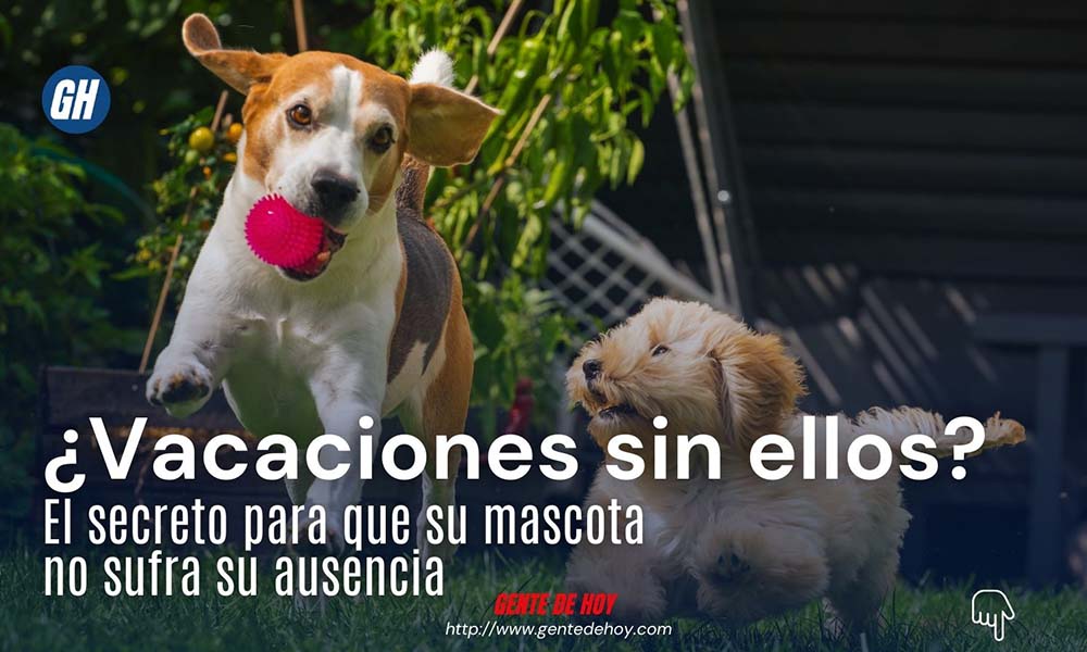 Socialización y juego: la fórmula de Rastros Resort para eliminar la ansiedad por separación