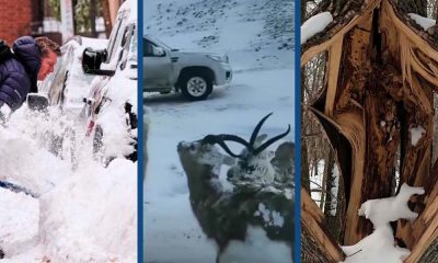 El fenómeno de los árboles que estallan por el frío extremo sorprende a residentes