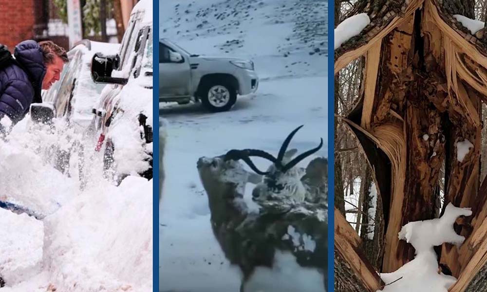 El fenómeno de los árboles que estallan por el frío extremo sorprende a residentes