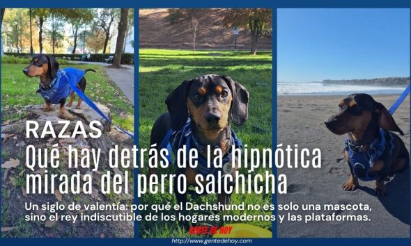 Detrás de esa silueta alargada y esos andares divertidos se esconde el corazón de un auténtico cazador imperial.