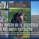 Detrás de esa silueta alargada y esos andares divertidos se esconde el corazón de un auténtico cazador imperial.