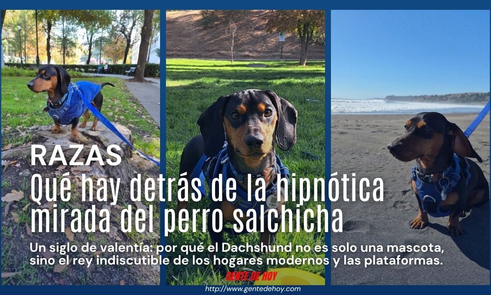 Detrás de esa silueta alargada y esos andares divertidos se esconde el corazón de un auténtico cazador imperial.