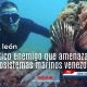 El pez león (Pterois volitans) es una especie invasora originaria del Indo-Pacífico que amenaza la biodiversidad marina del Caribe.