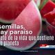 Las semillas contienen el embrión de una nueva planta y conservan la información genética necesaria para garantizar la continuidad de las especies.