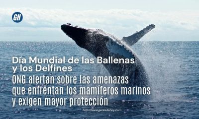 Ballenas y delfines desempeñan un papel fundamental en el equilibrio de los océanos. Organizaciones ambientales instan a reforzar las medidas de conservación para proteger estas especies frente a las amenazas derivadas de la actividad humana.