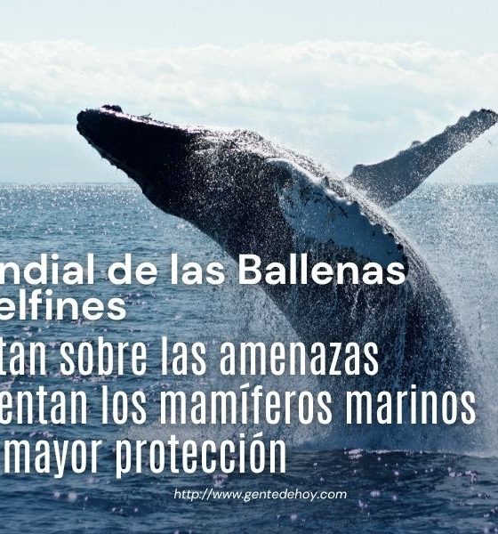 Ballenas y delfines desempeñan un papel fundamental en el equilibrio de los océanos. Organizaciones ambientales instan a reforzar las medidas de conservación para proteger estas especies frente a las amenazas derivadas de la actividad humana.