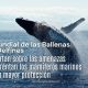 Ballenas y delfines desempeñan un papel fundamental en el equilibrio de los océanos. Organizaciones ambientales instan a reforzar las medidas de conservación para proteger estas especies frente a las amenazas derivadas de la actividad humana.