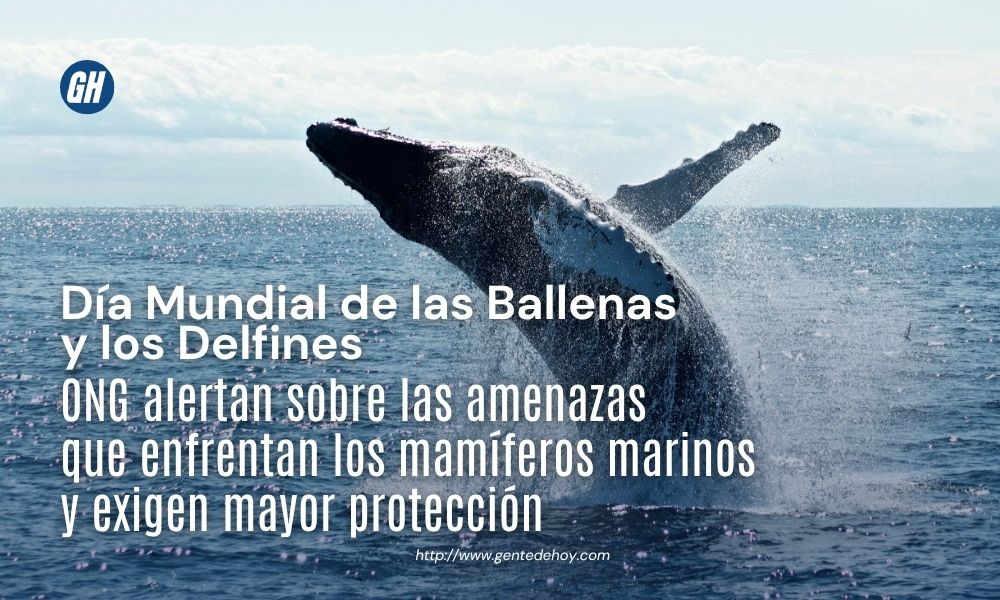 Ballenas y delfines desempeñan un papel fundamental en el equilibrio de los océanos. Organizaciones ambientales instan a reforzar las medidas de conservación para proteger estas especies frente a las amenazas derivadas de la actividad humana.