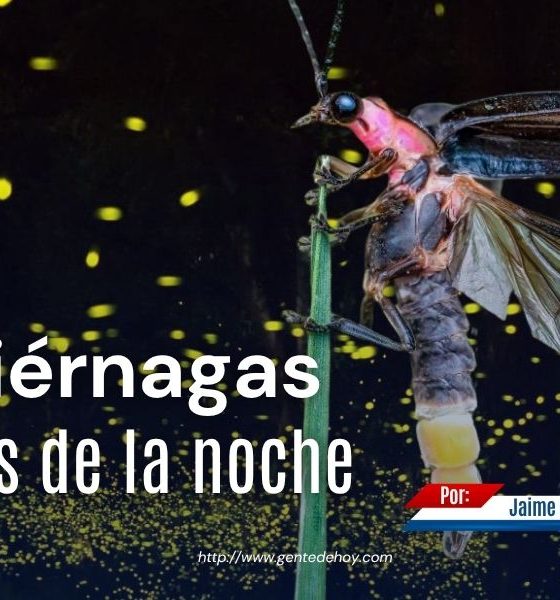 Las luciérnagas iluminan las noches con destellos producidos por un proceso natural conocido como bioluminiscencia.
