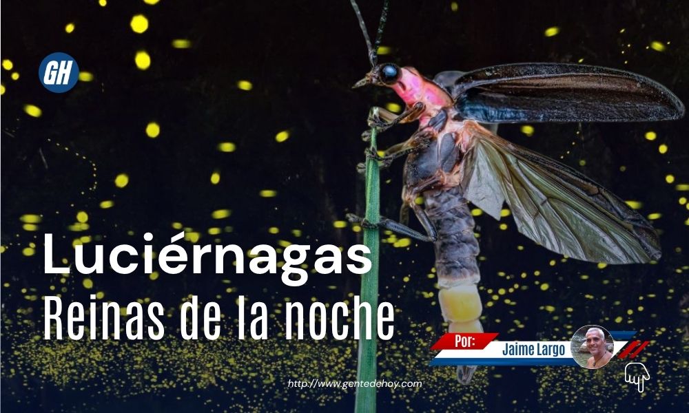 Las luciérnagas iluminan las noches con destellos producidos por un proceso natural conocido como bioluminiscencia.